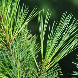 Eastern White Pine Tree